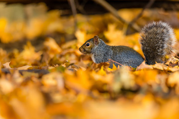 Obraz premium Eastern grey squirrel taken on a fall background of golden leaves, in Quebec, Canada.