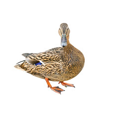 Female duck also called as a hen with brown and blue feathers isolated on white background, close up view