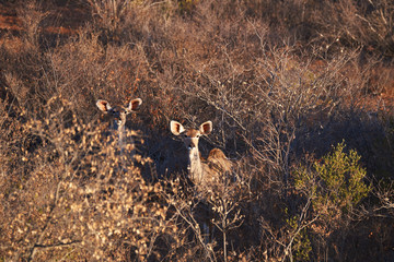 female kudu antilope standing between bushes