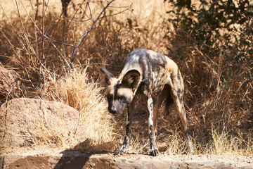 Spotted african wild dog - Series