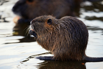 Small young coypu eating a carrot. On background is a river. Natural environment. Also known as nutria or Myocastor coypus.