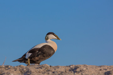 Eider duck, Somateria mollissima, single male,