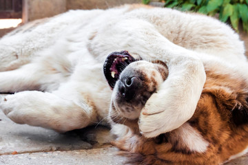 Cute Central Asian Shepherd (Alabai) dog dabbles and closes its face with its paw