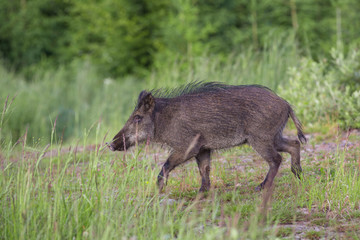 The wild boar (Sus scrofa - wild swine - Eurasian wild pig - wild pig)