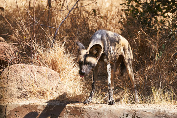 Spotted african wild dog - Series
