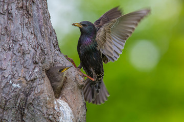 Starling, Sturnus vulgaris, feeding time