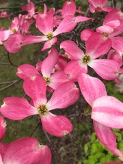Pink Dogwood Tree In Blossom