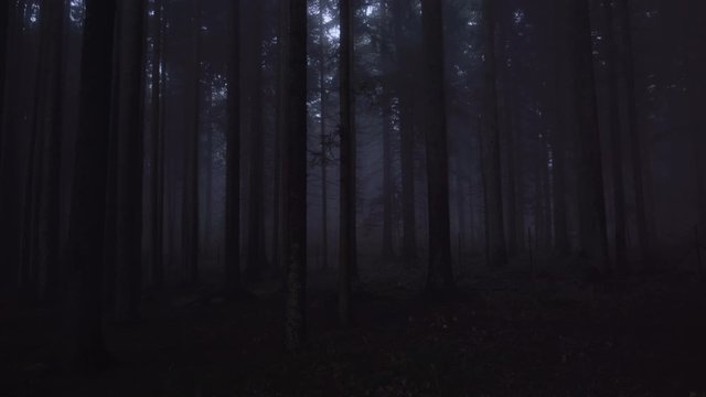 Scary, haunted misty pine forest in the night. Halloween concept