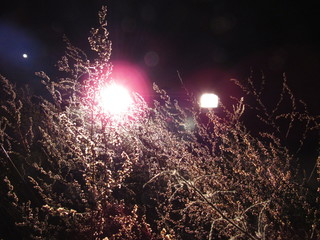 plants & light