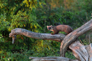 European Pine Marten (Martes martes) in the forest
