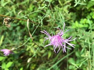 Purple Flower On The Trail