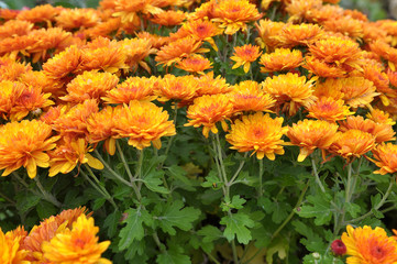 Autumn bloom of chrysanthemum