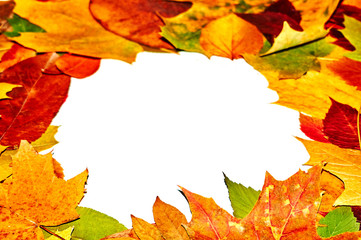 Naklejka na ściany i meble multicolored autumn leaves on isolated white background