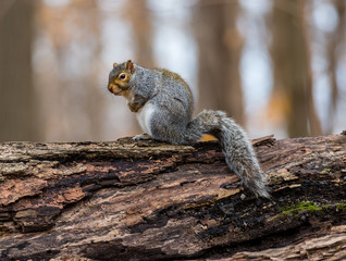 Eastern grey squirrel taken on a fall background of golden leaves, in Quebec, Canada.