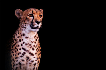 cheetah isolated on black background