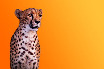cheetah isolated on yellow warm background