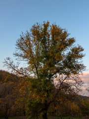 An centuries-old tree in the Osogovo Balkan before sunset. Autumn landscape. Bulgaria.