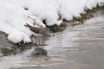 Green Sandpiper, Tringa ochropus.   Bird in the snow on the waterfront. This winter scene has been photographed in the Amsterdam water pipeline dunes.