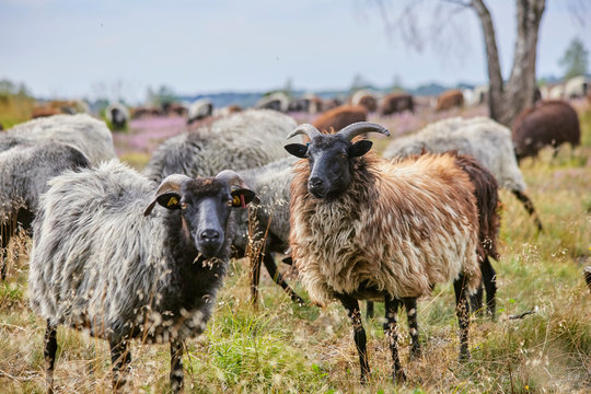 Schafherde in der L&uuml;neburger Heide (Deutschland) der ber&uuml;hmten "Heidschnucken"