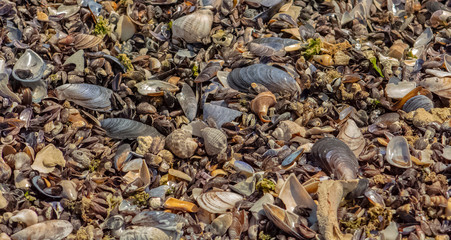 Nature as texture. A variety of shellfish shells on the beach, close-up.