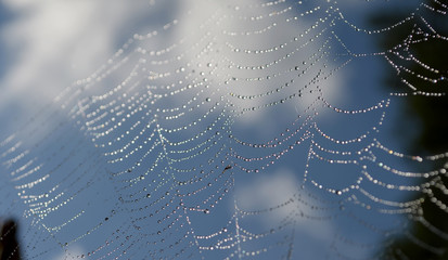 dew drops on a spider web