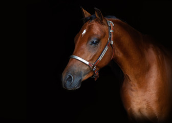Hackney Pony Side View Black Background