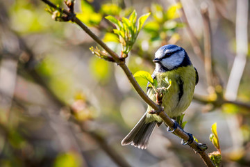 Close up of a Blue Tit perched on a branch with yellow background