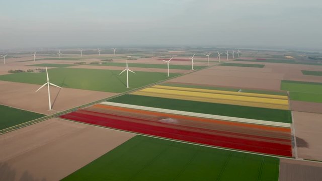 Aerial view of tulip planted fields in the Dronten area. Spring in the Netherlands