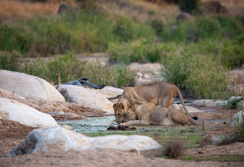 Pair of lionesses drinking at waterhole in South Africa