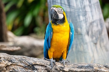 macaw aviary resting on the tree branch