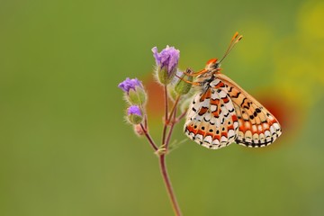 Euphydryas orientalis  766