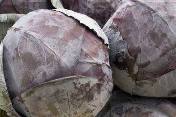 A cabbage of blue cabbage for salad lies on the counter of the market, store, supermarket