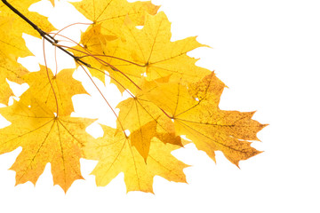 Fototapeta na wymiar Yellow and brown autumn leaves on a tree branch on a white isolated background. Place for text