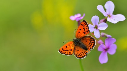 Obraz premium Lycaena thersamon 767