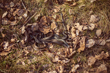 group of snakes in the autumn hid in the leaves in the forest on the ground