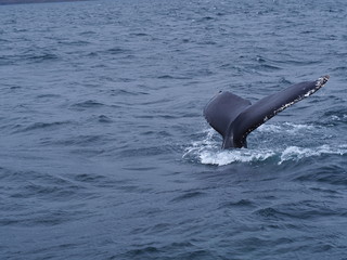 dolphin in the water