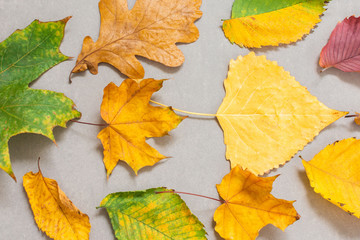 Fallen colorful leaves of trees on a gray background, autumn background