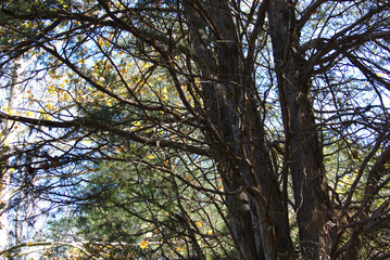 cedar