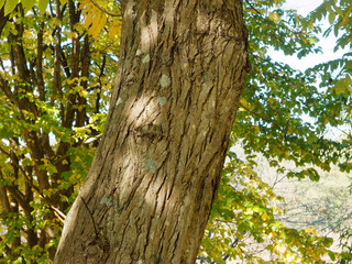 (Pterocarya fraxinifolia) Kaukasische Flügelnuss. Stamm und Matt Grau Rinde mit Risse