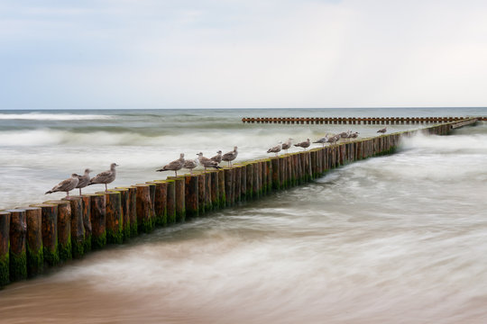 Mewy na tle fal morza bałtyckiego