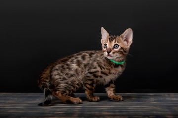 Obraz premium Beautiful Bengal cat breed on a black background