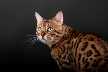 Obraz premium Beautiful Bengal cat breed on a black background