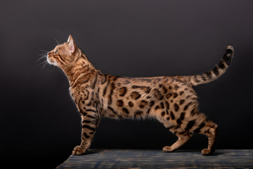 Beautiful Bengal cat breed on a black background