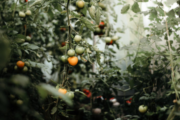 Tomato plants growing in glass greenhouse, biological and traditional agriculture