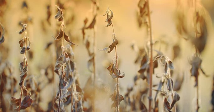 Drought, dried plants. Leaves of a dried plant