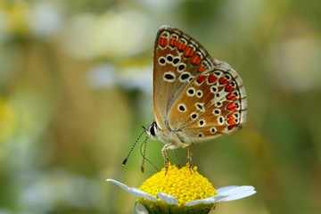Polyommatus agestis  765