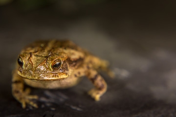 Close-up Leopard frog Lithobates berlandieri