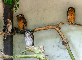 Búhos de diferentes especies posados en una rama 