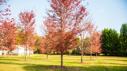 Fall Colors around Tega Cay SC