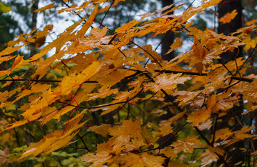 Tree branch with yellow leaves. Autumn landscape.